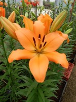 [5096 Lavendou VWS No01.JPG]